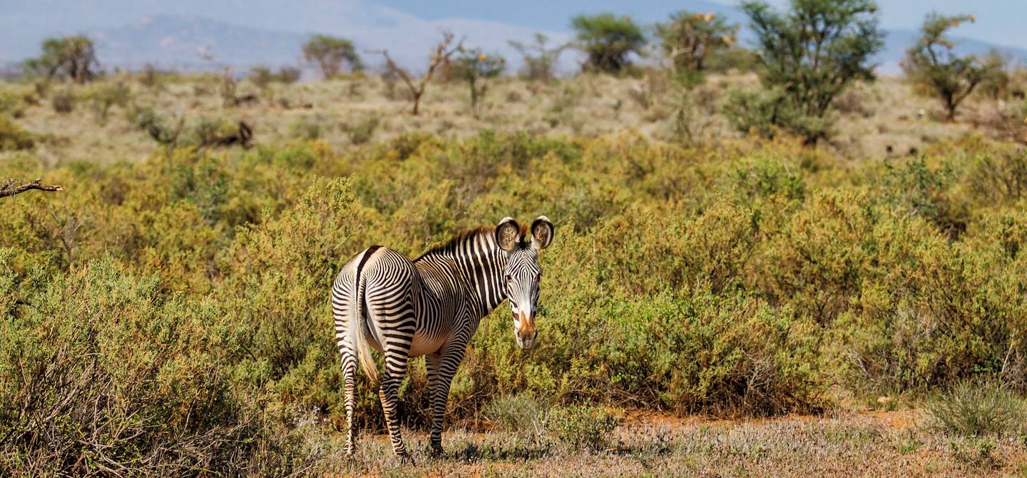 Zébre dans le parc national de Samburu - Kenya