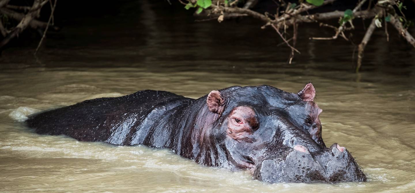 Croisière sur l'estuaire de Santa Lucia : rencontre avec des hippopotames - Santa Lucia - KwaZulu-Natal - Afrique du Sud
