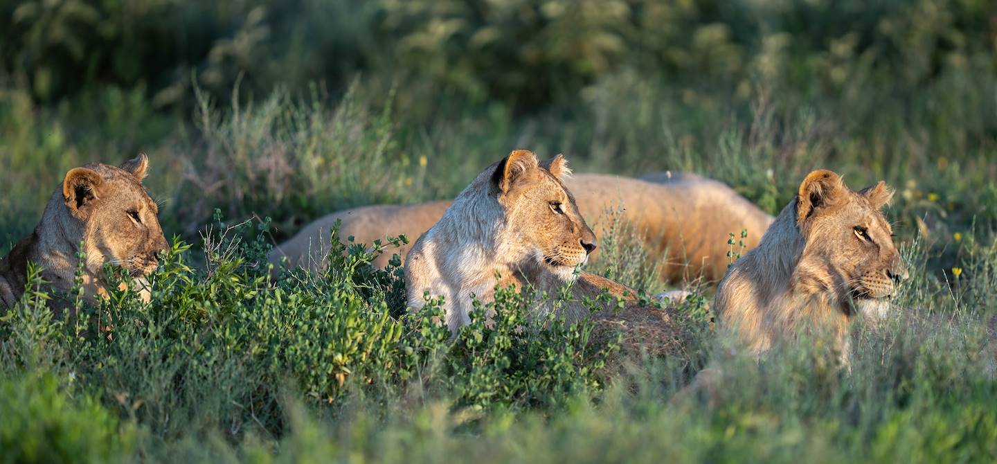 Lionnes allongées dans l'herbe - Zambie