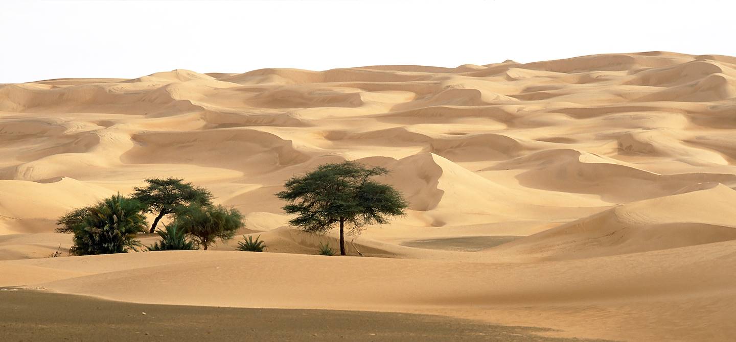 Oasis - Désert du Sahara - Mauritanie