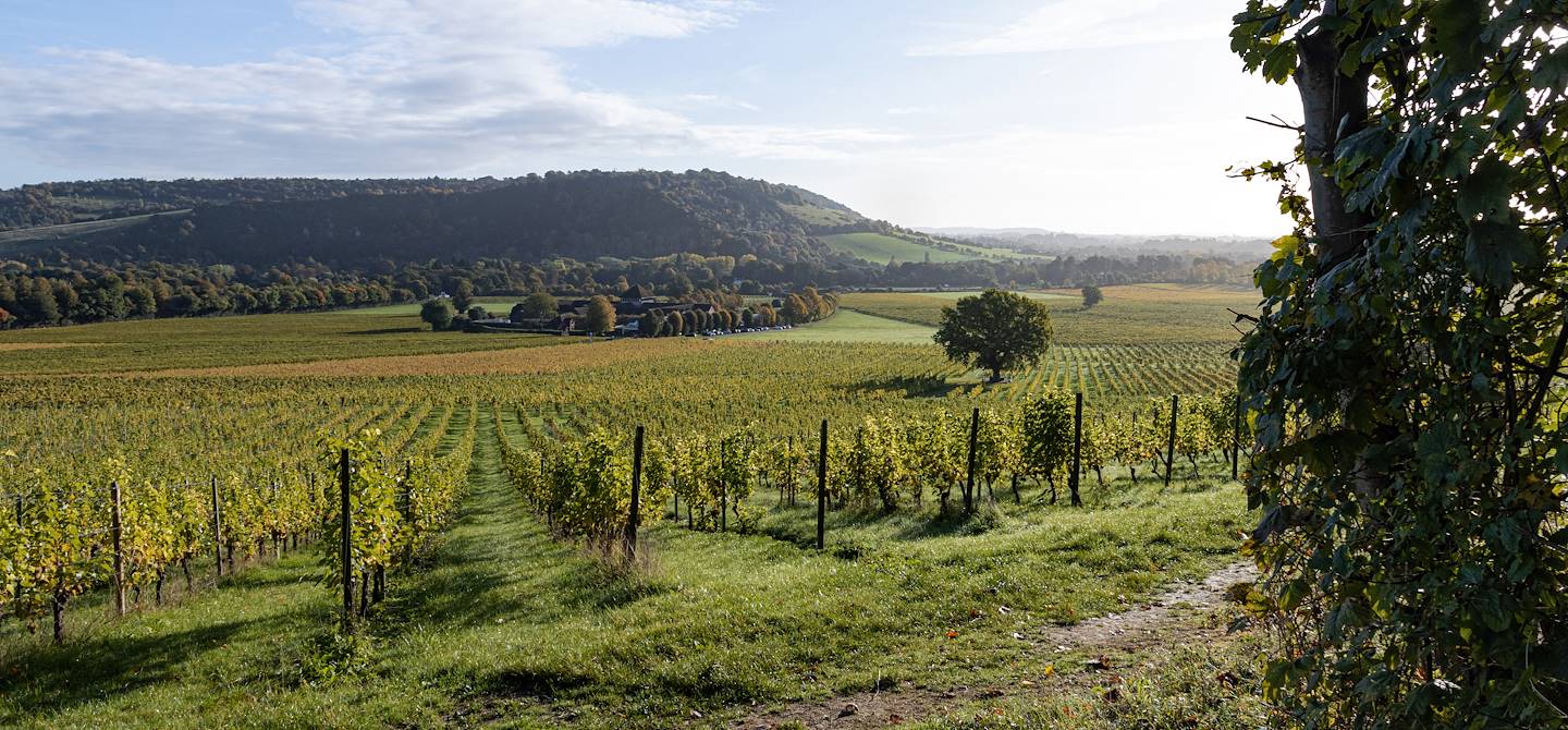 Vignobles dans le comté de Surrey - Angleterre - Royaume-Uni