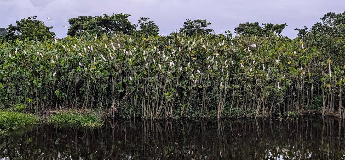 Marais de Kaw - Guyane