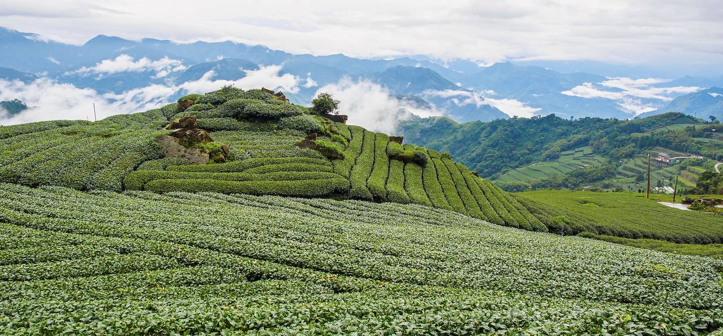 Plantation de thé - Alishan - Taiwan 