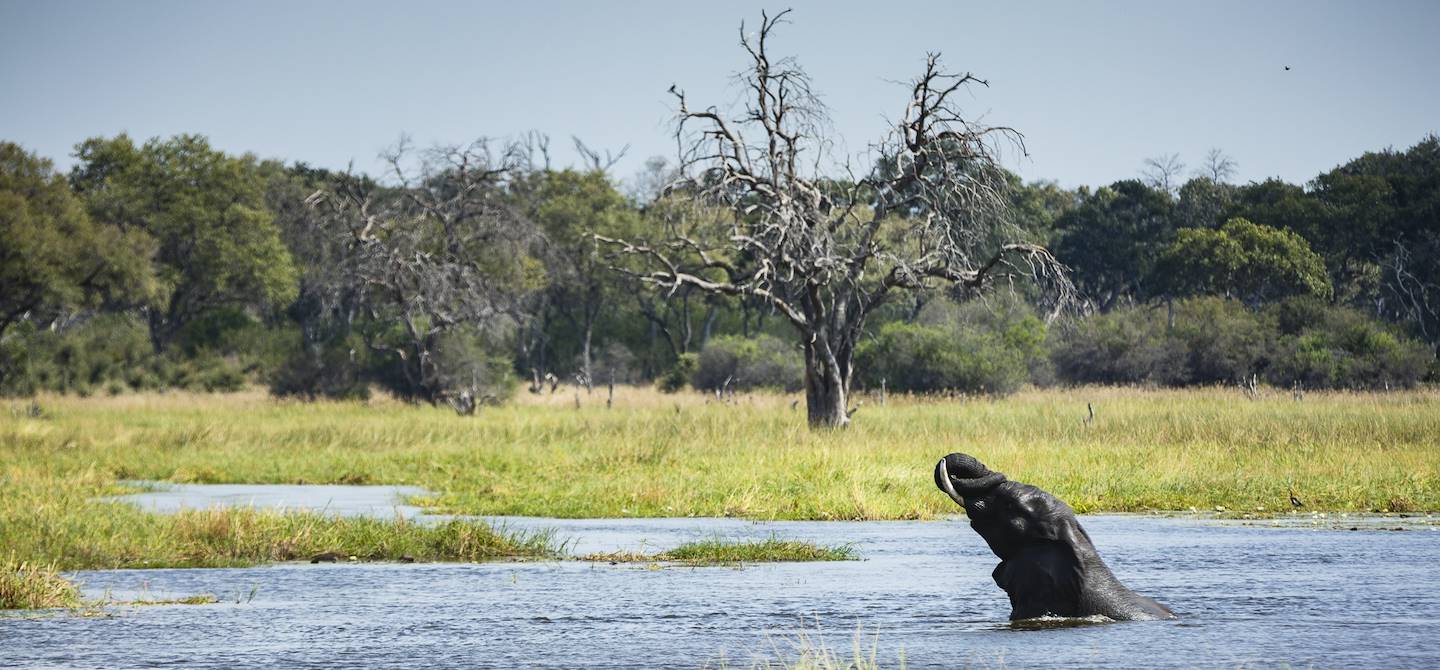 Eléphant se baignant dans la rivière Khwai - Moremi Game Reserve - Botswana