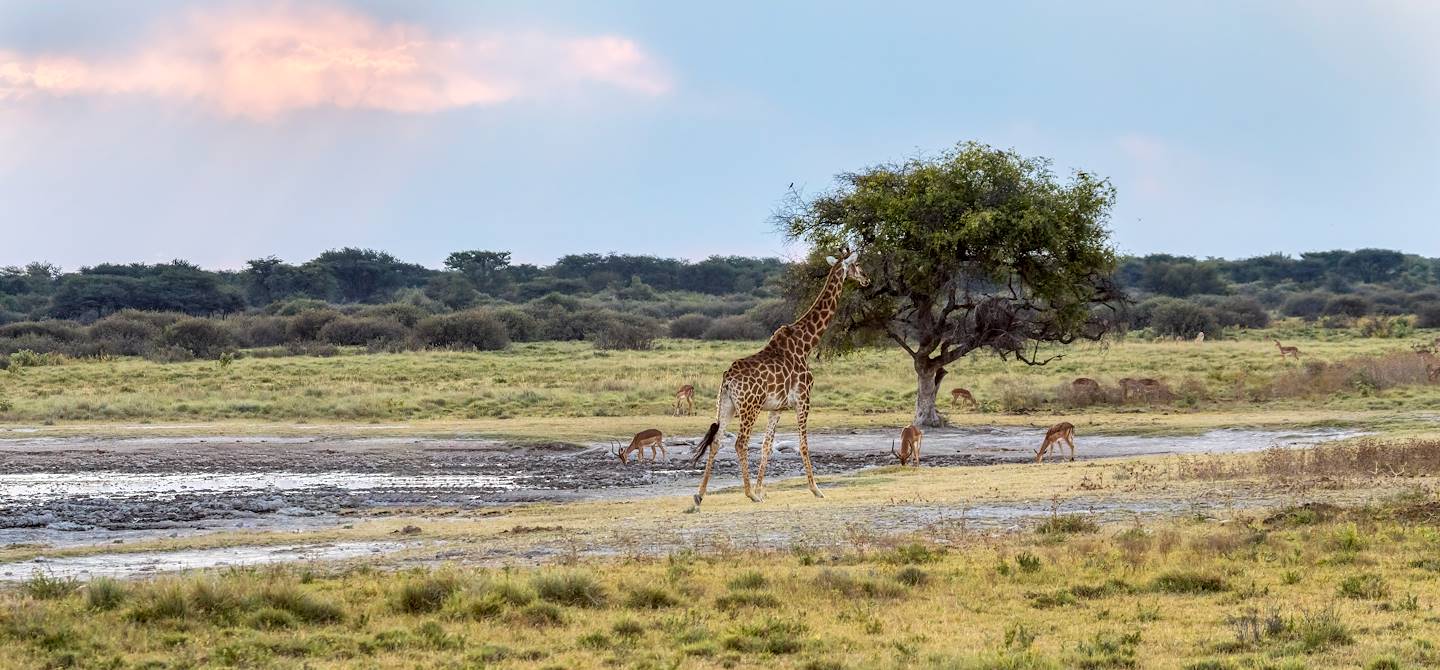 Animaux dans la réserve centrale du Kalahari - Botswana