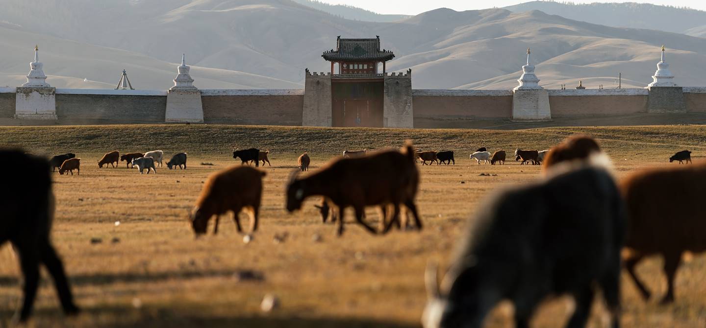 Chèvres à Kharkhorin - Mongolie