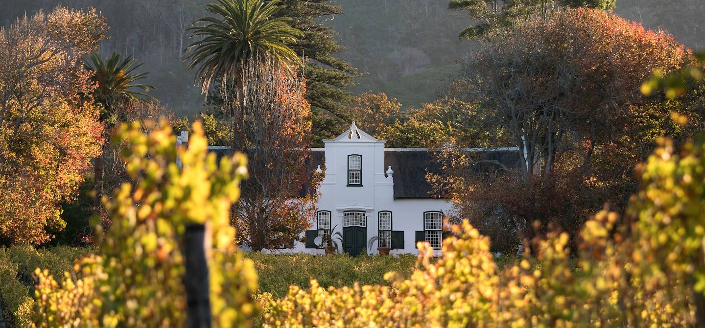 Vignoble de Constantia - Le Cap - Afrique du Sud