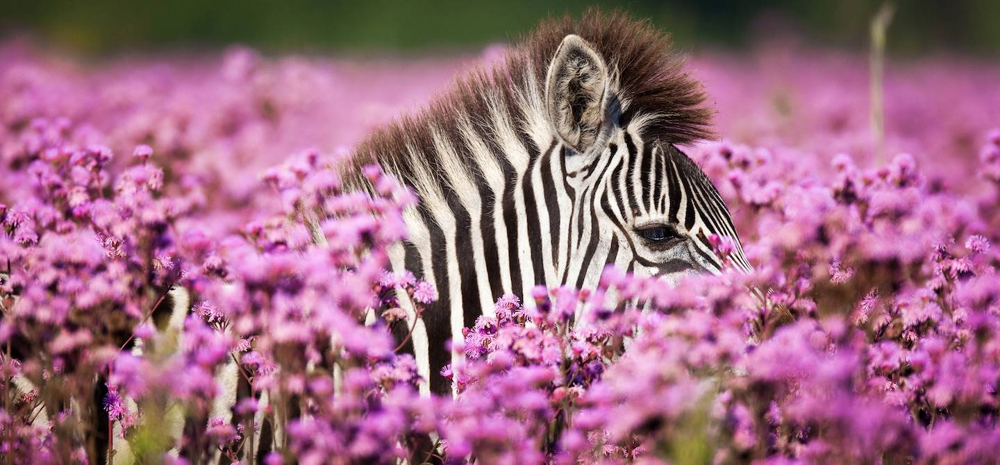 Zèbres au milieu des fleurs sauvages du Namaqualand - Afrique du Sud