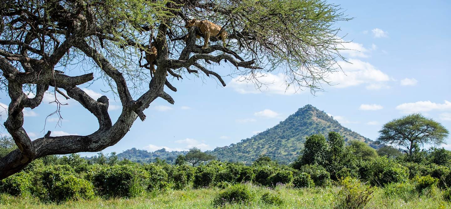 À la découverte du Parc National du Tarangire - Parc du Tarangire - Nord - Tanzanie