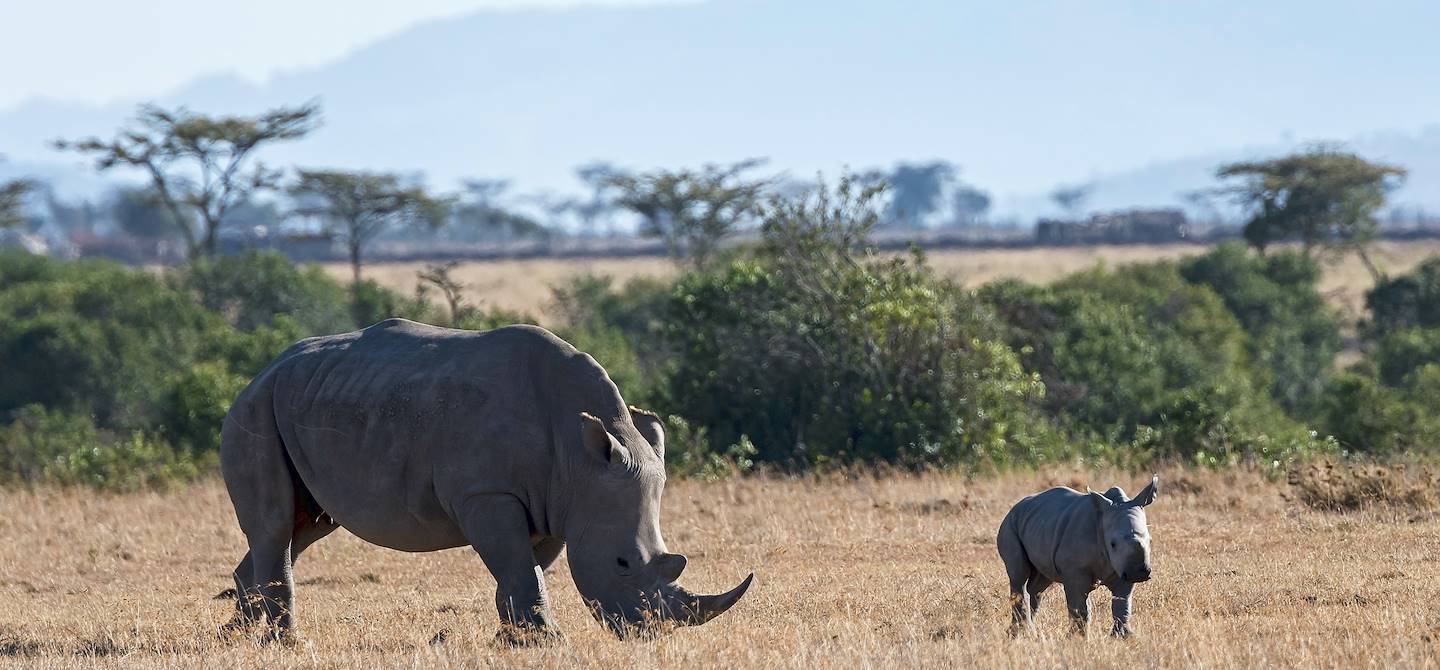 Rhinocéros dans la réserve Ol Pejeta - Kenya