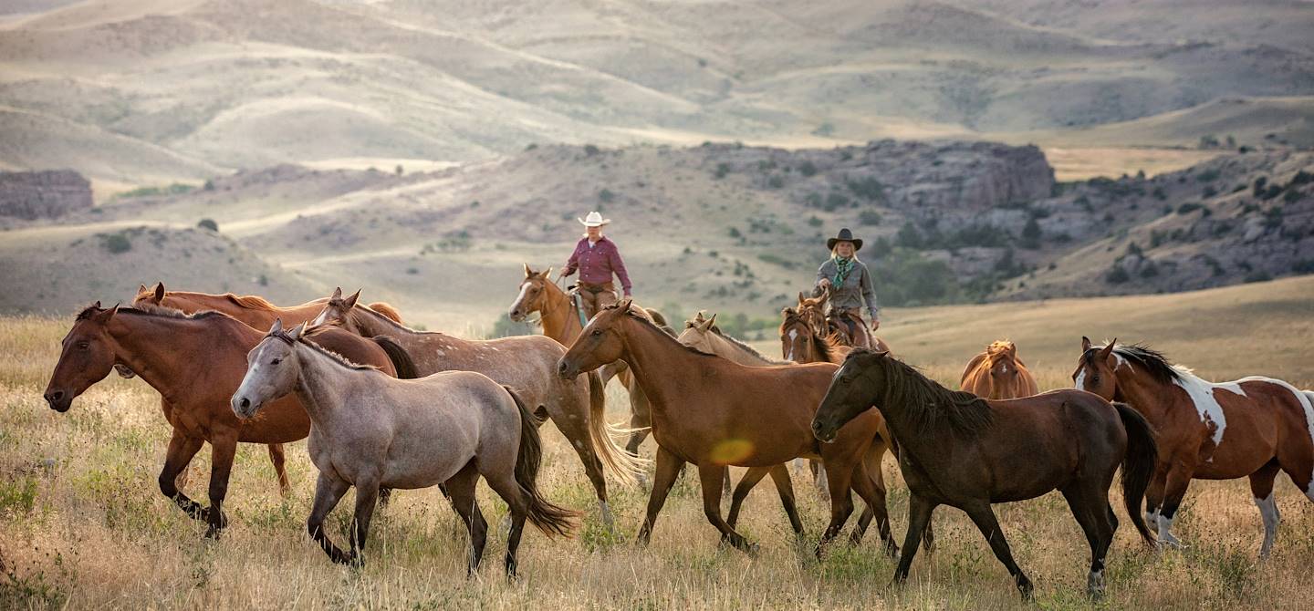 Chevaux au ranch - Texas - Etats-Unis