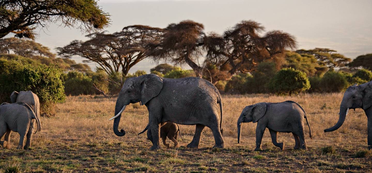 Elephants dans le Parc national de Tsavo East - Kenya