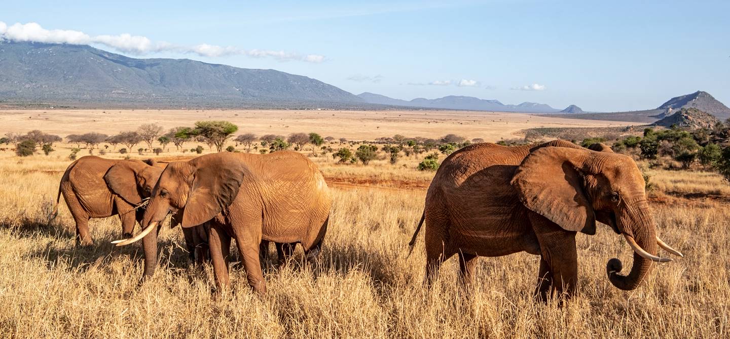 Eléphants recouverts de sable rouge dans le parc de Tsavo Est - Kenya