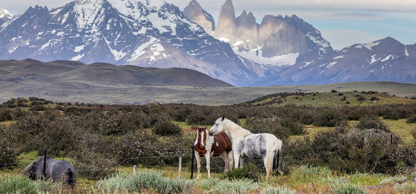 Parc National Torres del Paine - Patagonie - Chili