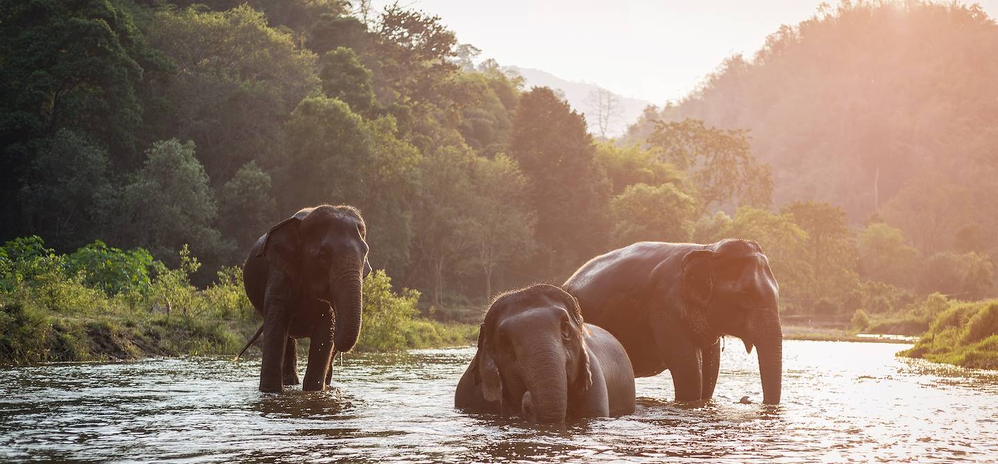 Eléphants dans le parc de Tangkahan - Sumatra du Nord - Indonésie