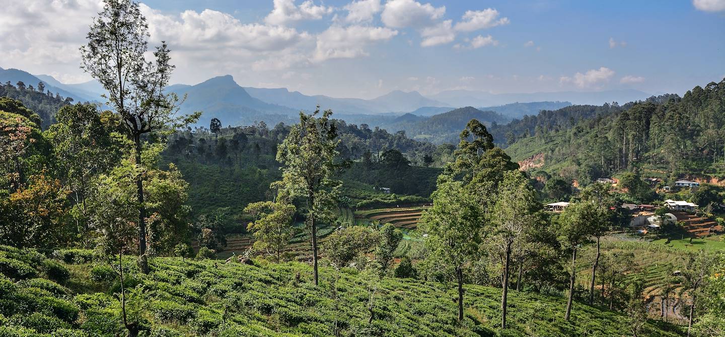 Dans les environs de Madulkelle - Sri Lanka