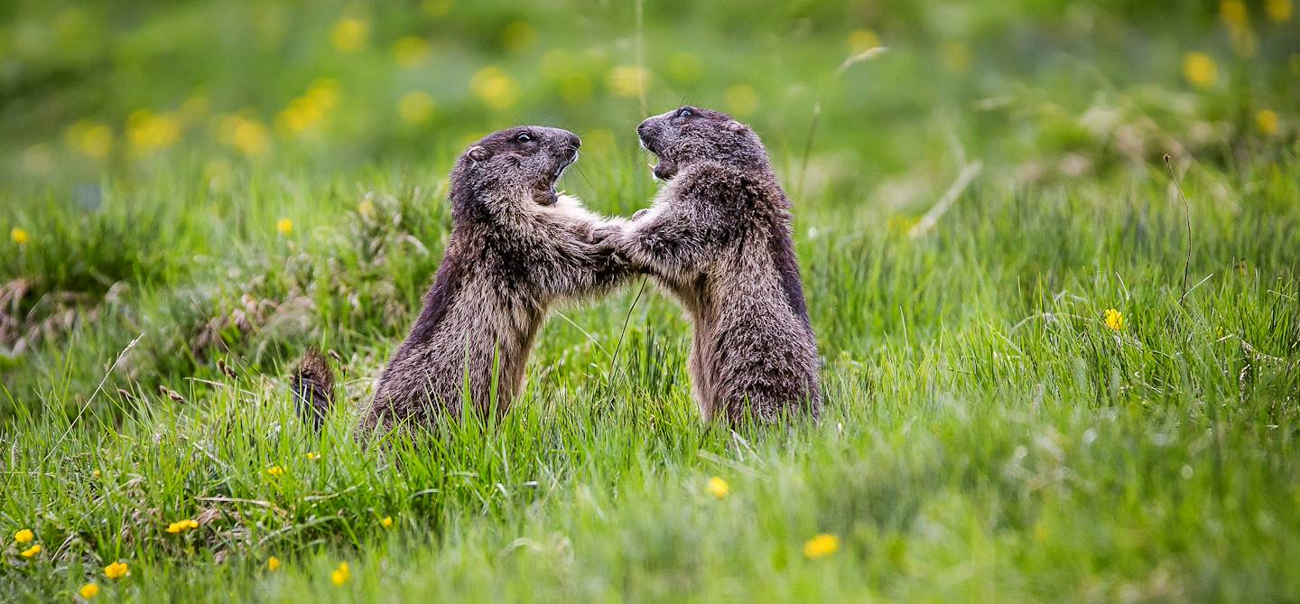 Marmottes dans les montagnes tyroliennes - Autriche