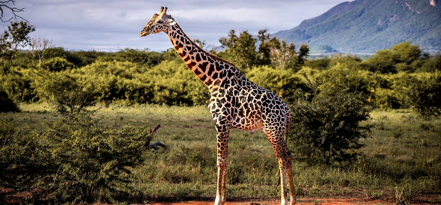 Parc national de Tsavo East - Kenya