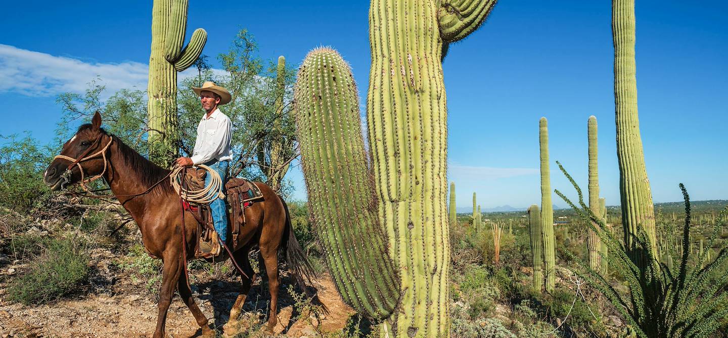 Cowboy dans le parc national de Saguaros - Tucson - Arizona - Etats-Unis