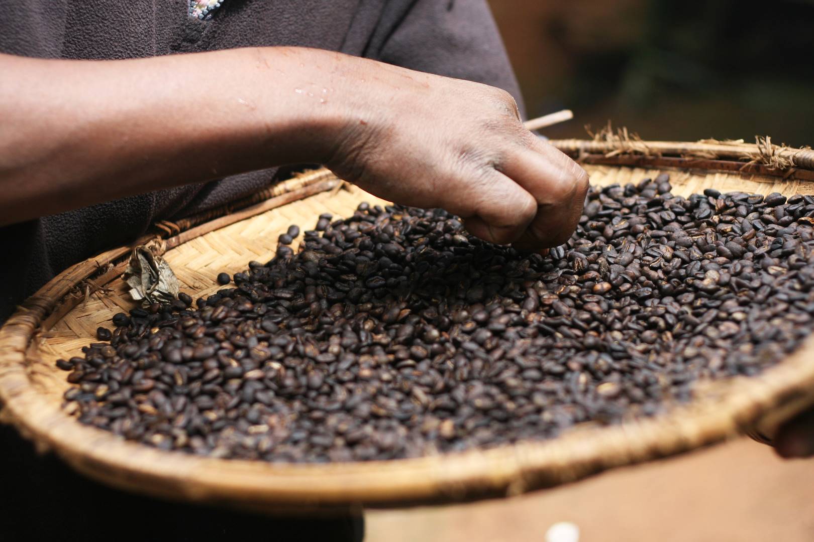 Découverte des plantations de café - Nkoaranga - Tanzanie