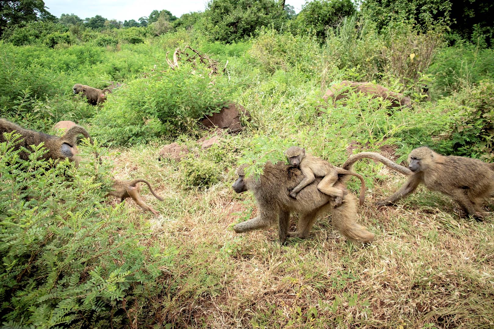 À la découverte du Parc National du Lac Manyara - Parc du Lac Manyara - Nord - Tanzanie