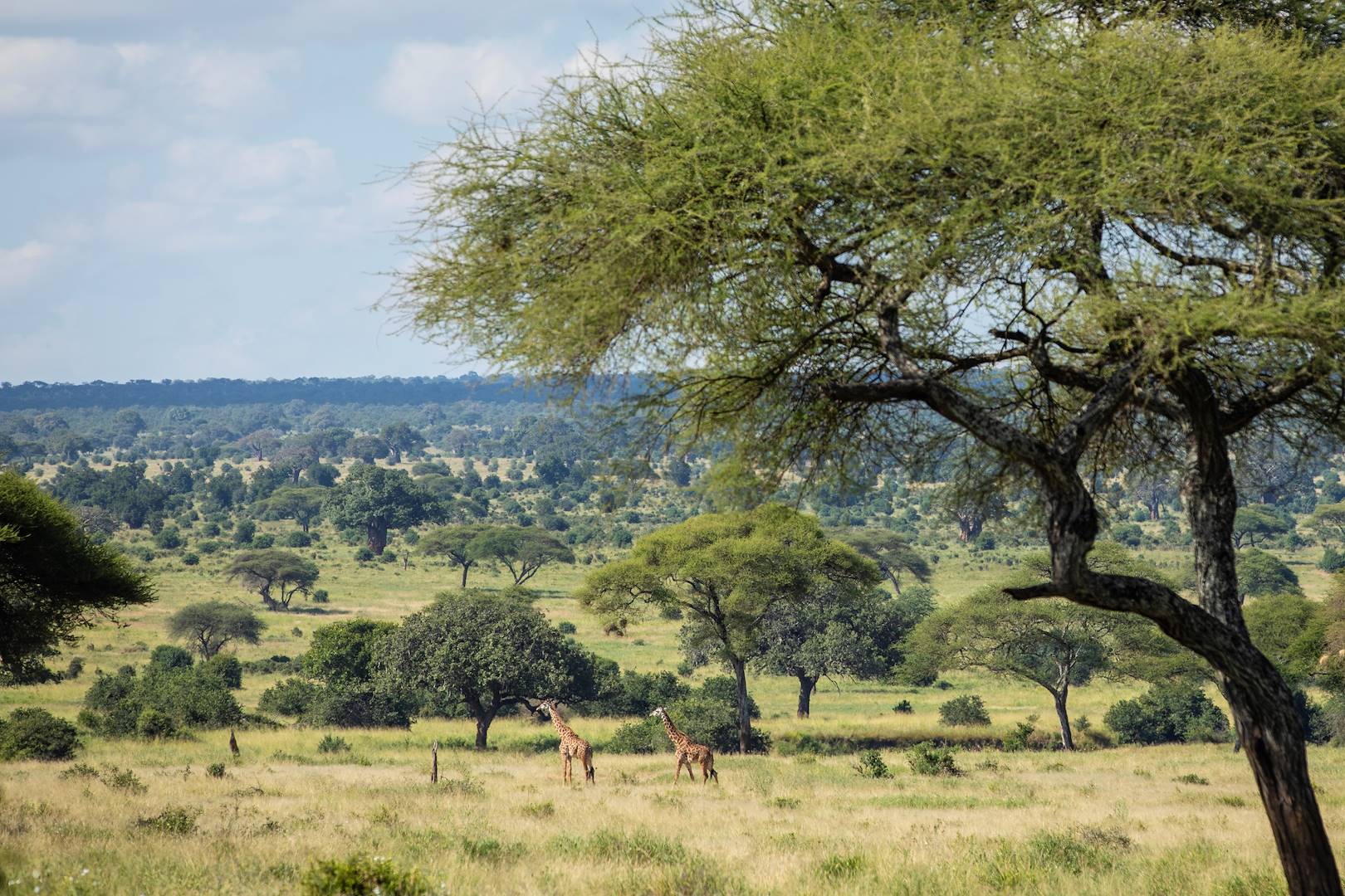 Découverte du Parc National du Lac Manyara - Nord - Tanzanie