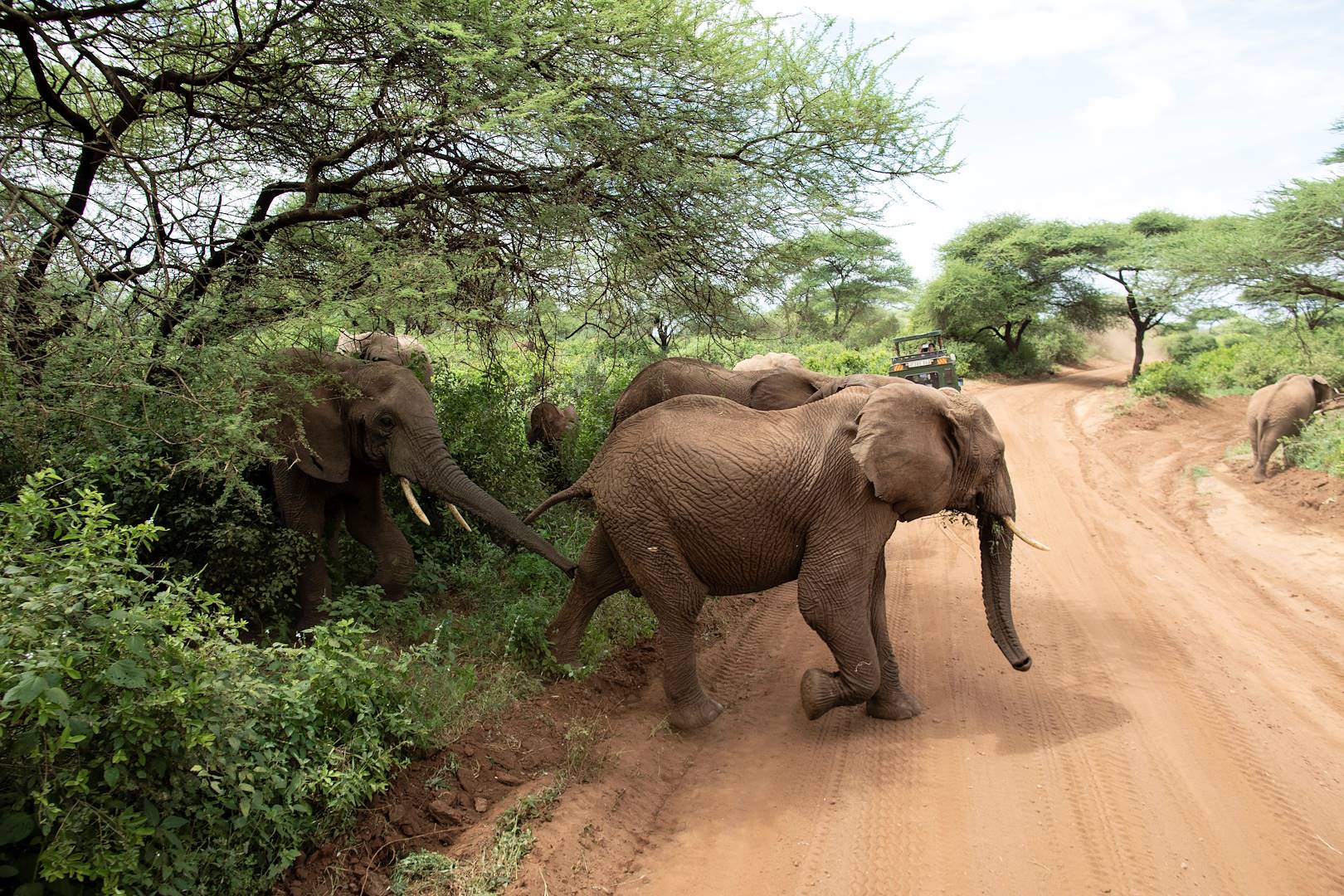 À la découverte du Parc National du Lac Manyara - Parc du Lac Manyara - Nord - Tanzanie