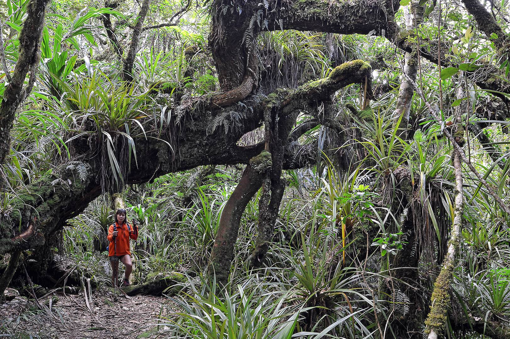 Randonnée dans la forêt de Bélouve - La Réunion