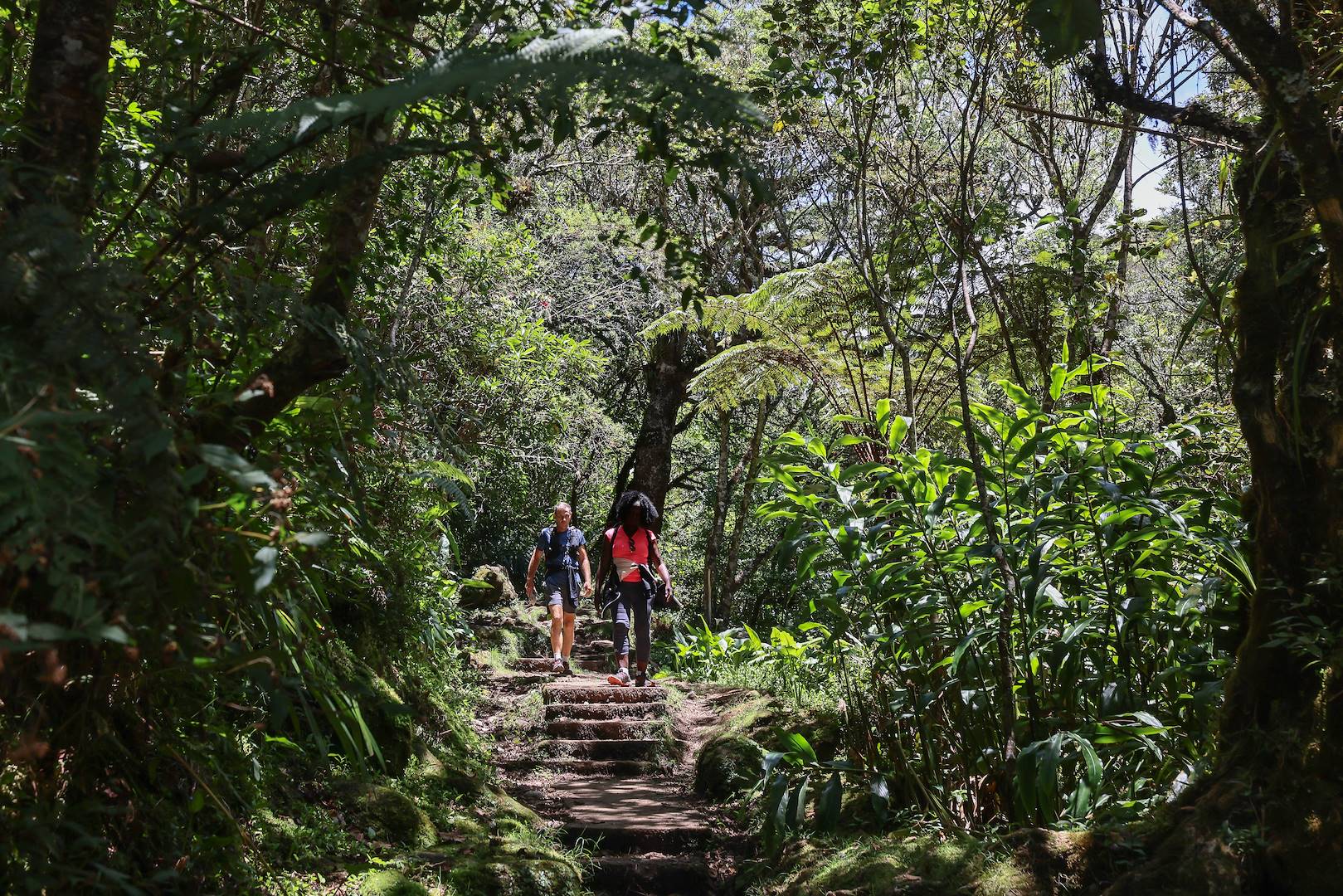 Randonnée dans la forêt de Bélouve - Cirque de Salazie - La Réunion