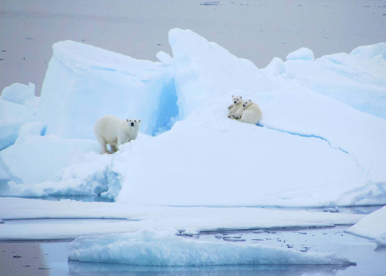 Ours blanc - Spitzberg - Svalbard - Norvège