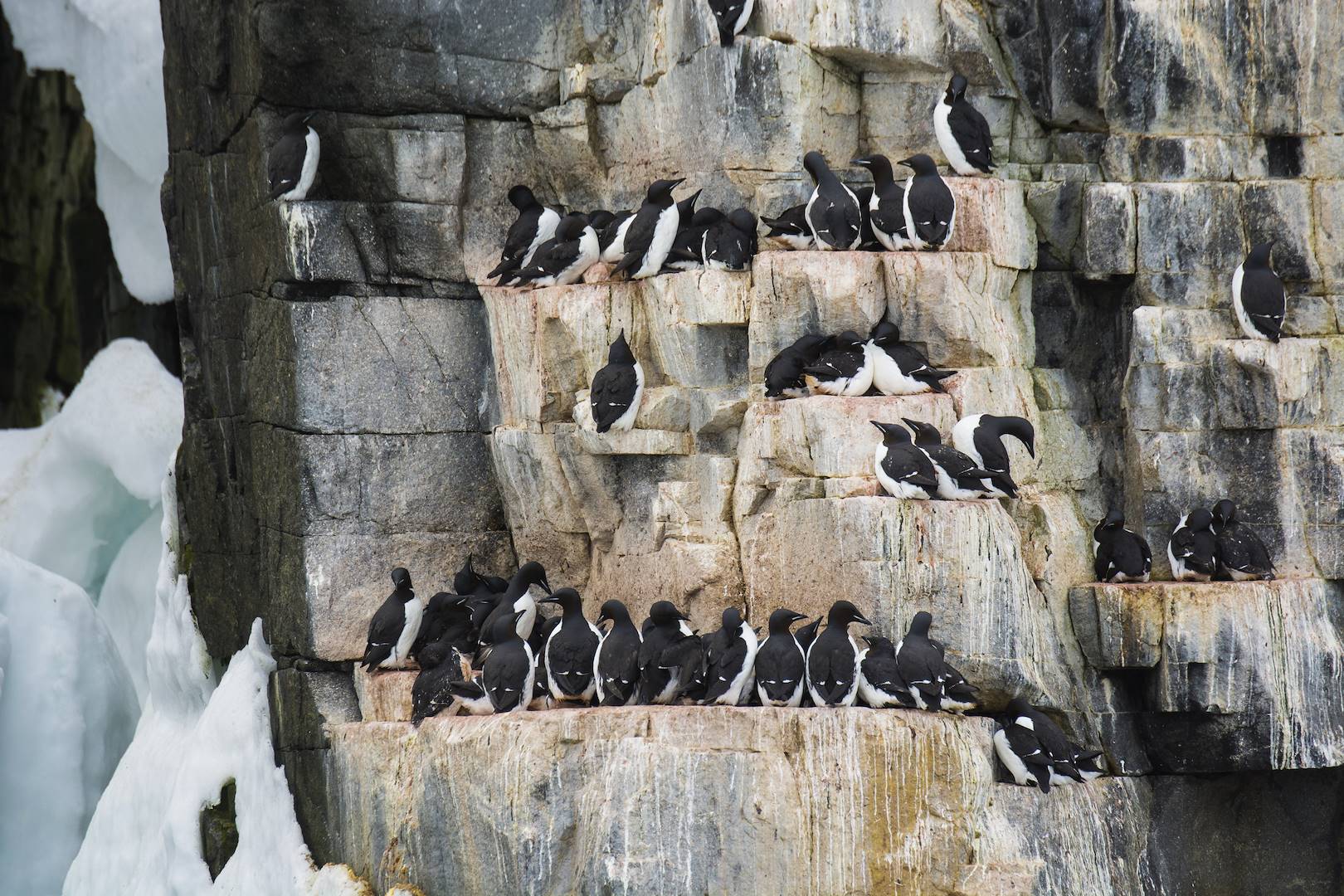 Colonie de Guillemots de Brunnich dans le détroit de Hinlopen - Norvège