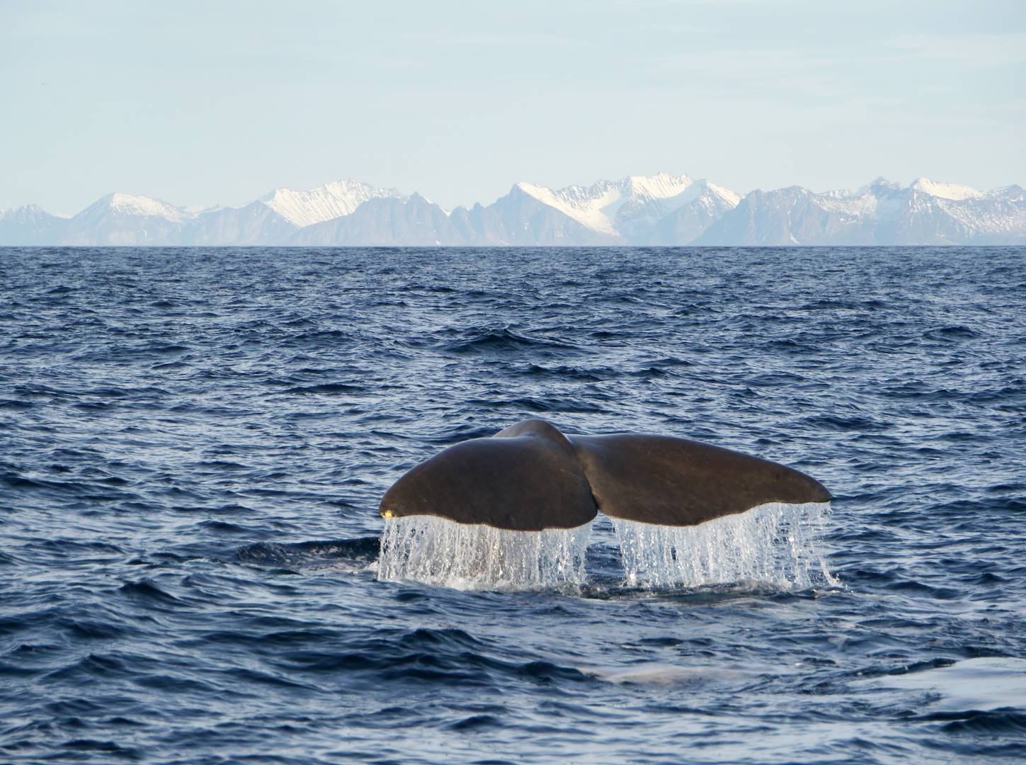 À la rencontre des baleines - Norvège