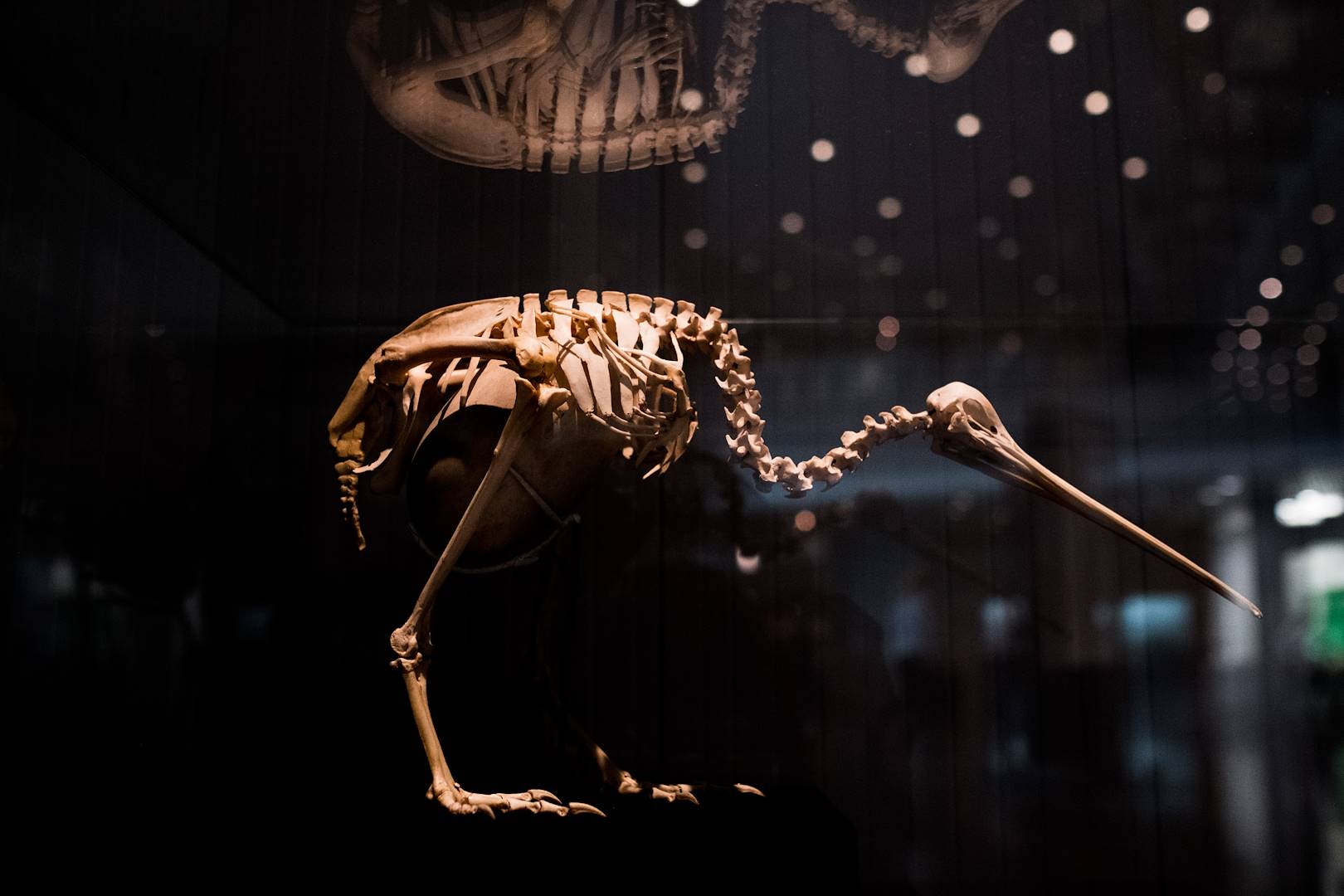 Musée Te Papa - Wellington - Île du Nord - Nouvelle Zélande