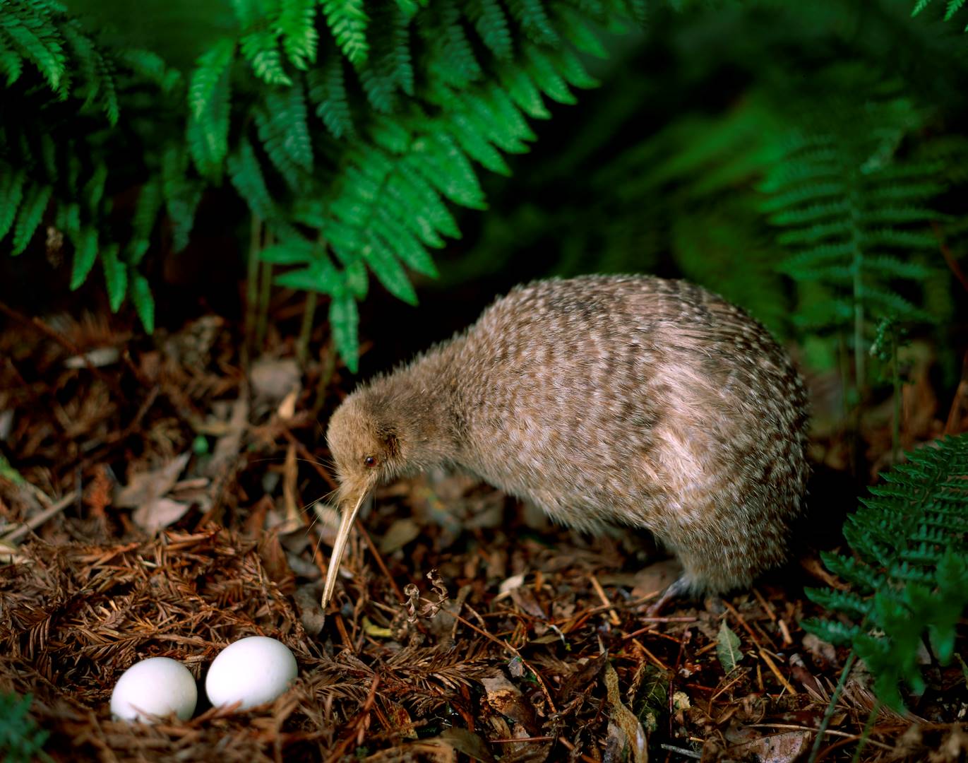 Kiwi et ses oeufs - Île du Nord - Nouvelle Zélande