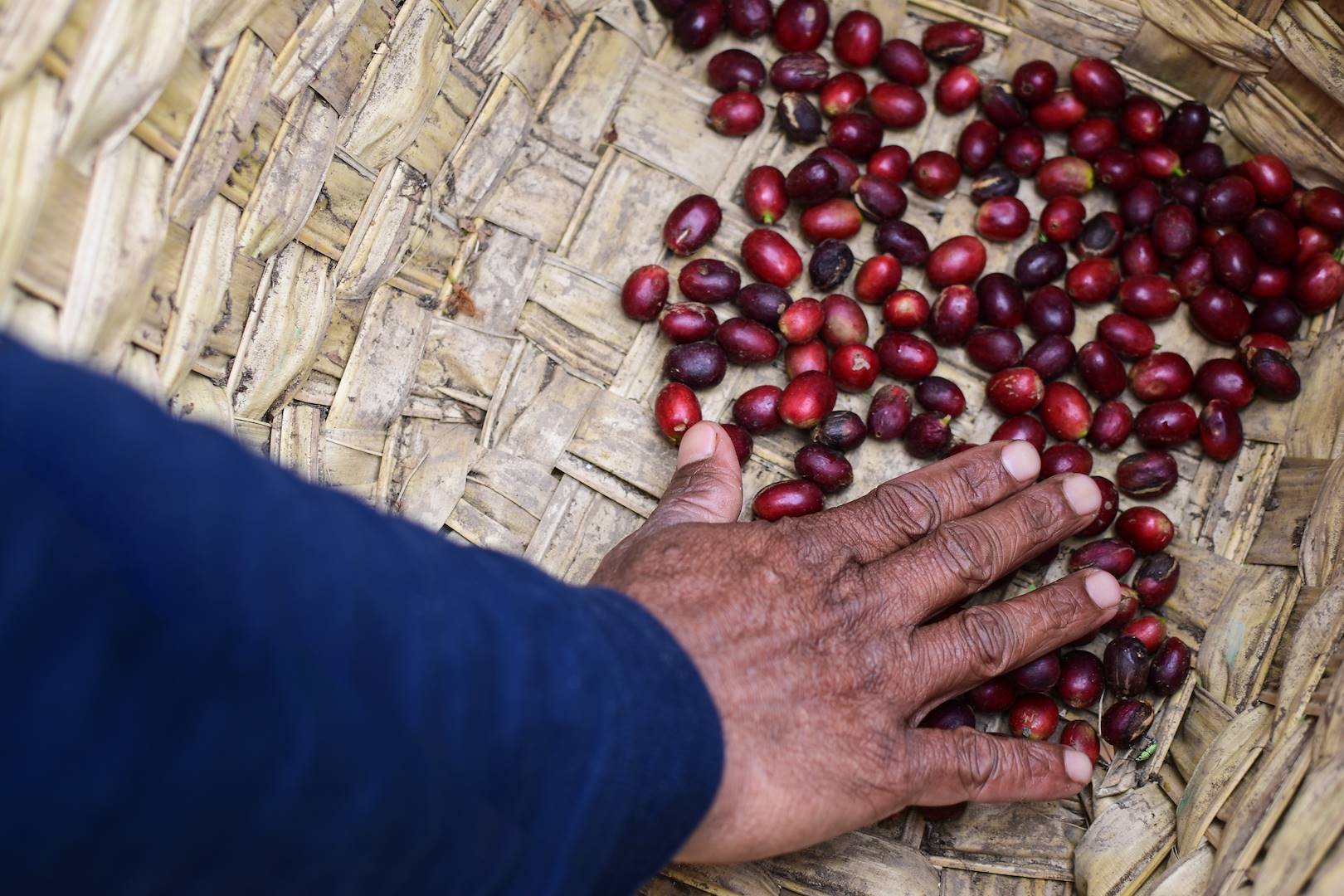 Découverte de plantations de café - Tanzanie