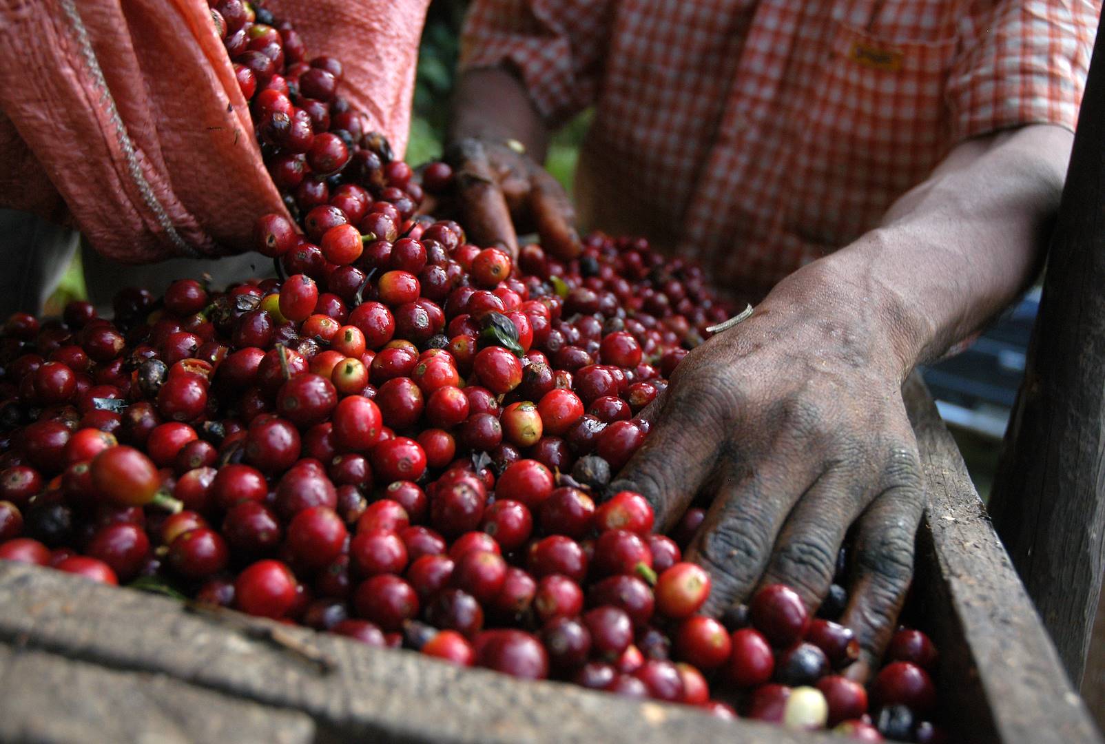 Plantation de café - Tanzanie