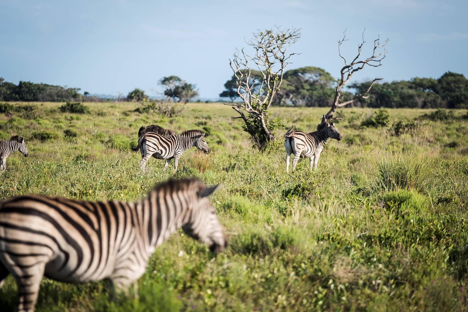 Zèbres dans le parc national du lac de Manyara - Tanzanie
