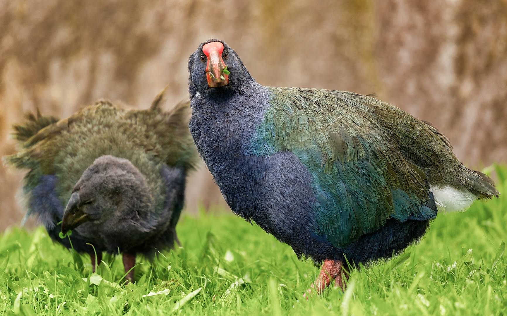 Takahe - Nouvelle-Zélande