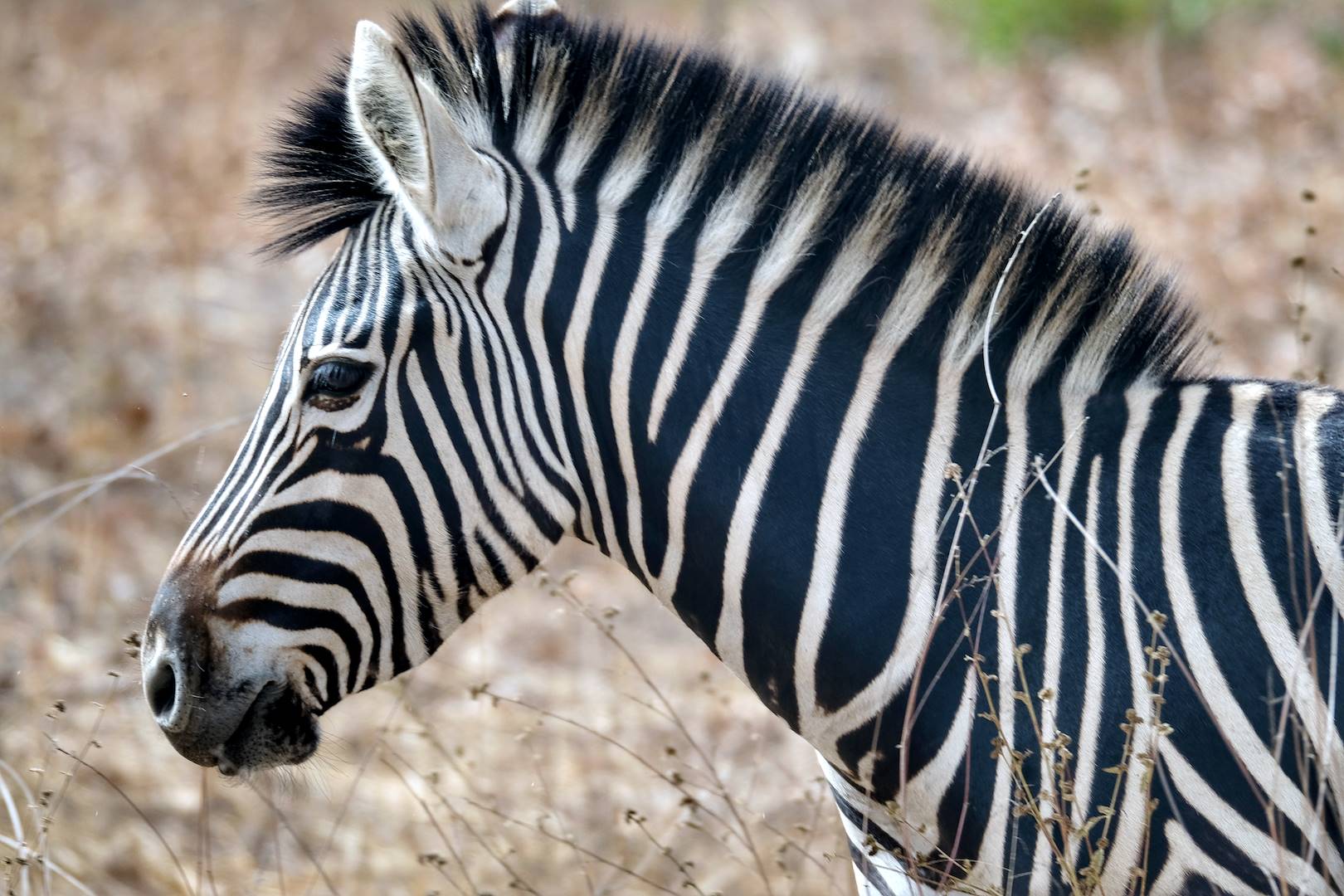 Zèbre dans la réserve de Bandia - Sénégal