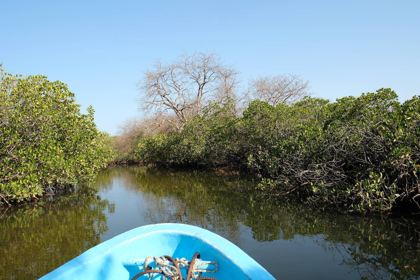 Découverte de la mangrove à travers les bolongs - Sine Saloum - Sénégal