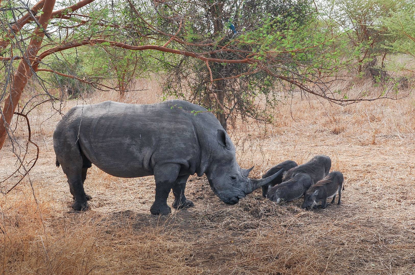 Rhinocéros noir d'Afrique - Réserve de Bandia - Sénégal