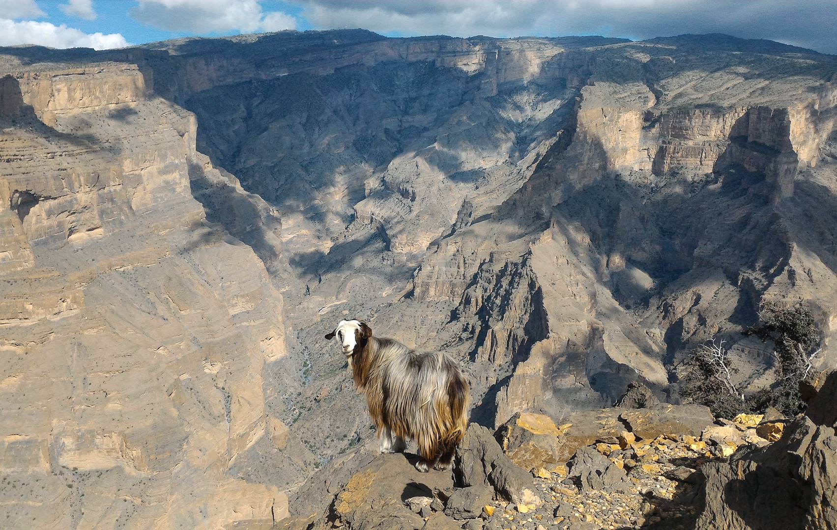 Chèvre devant le canyon de Jabal Shams - Oman