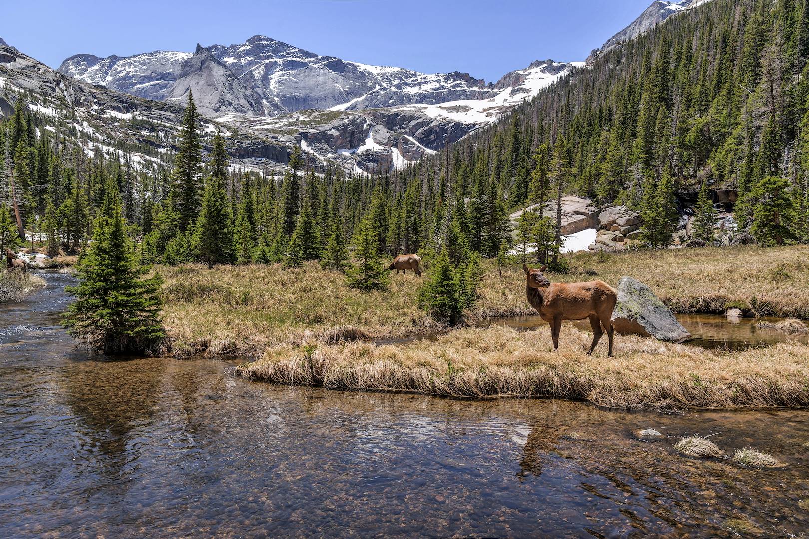 Wapitis dans le parc national des Rocheuses - Colorado - Etats-Unis