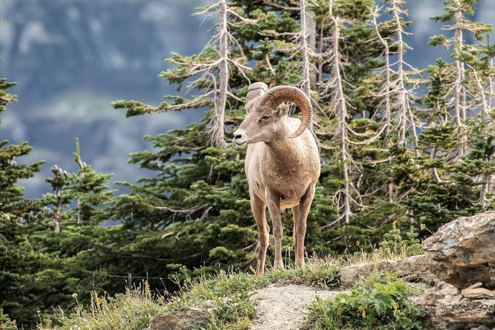 Parc national des Rocheuses - Colorado - Etats-Unis