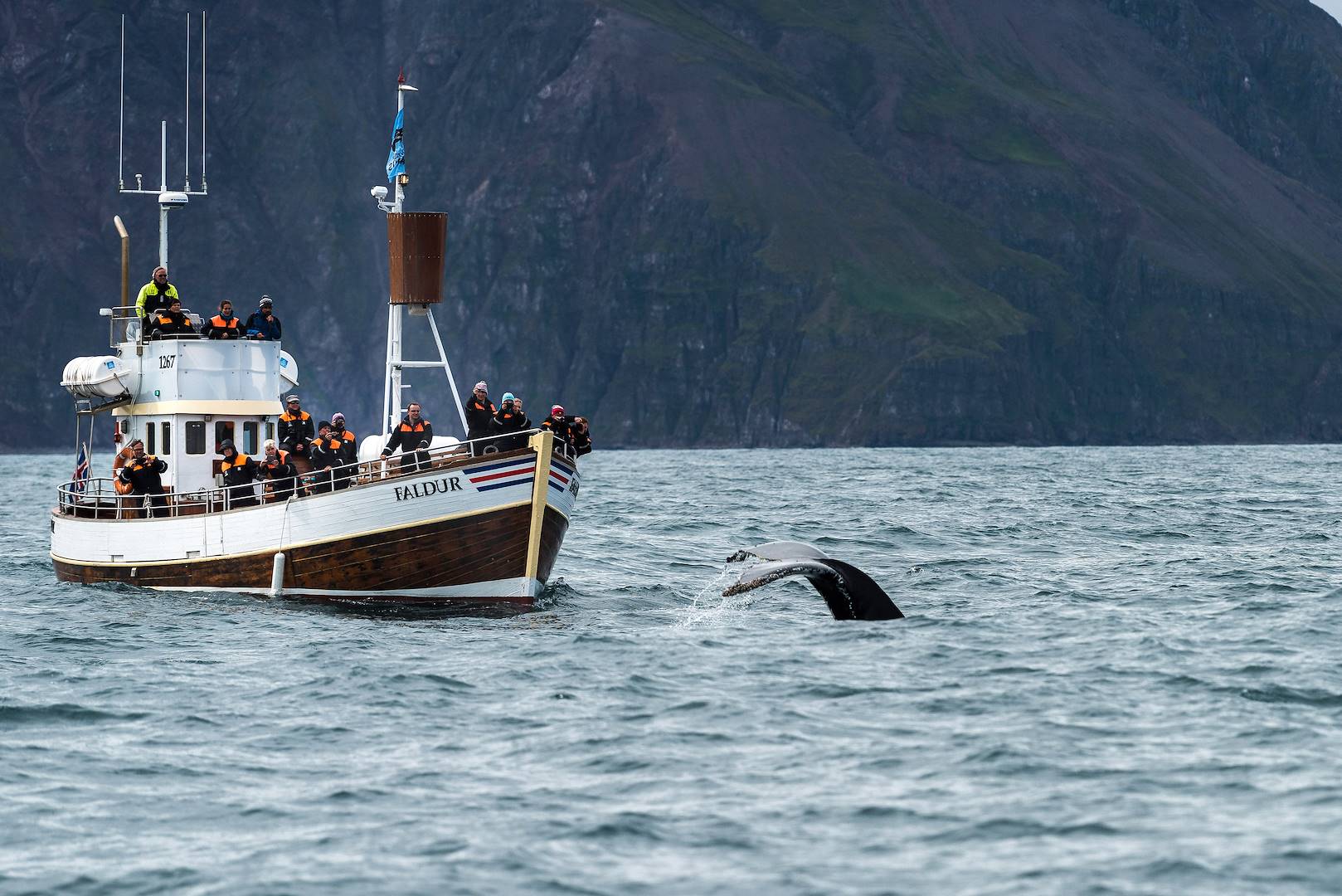 Observation des baleines en bateau à moteur éléctrique - Husavik - Islande