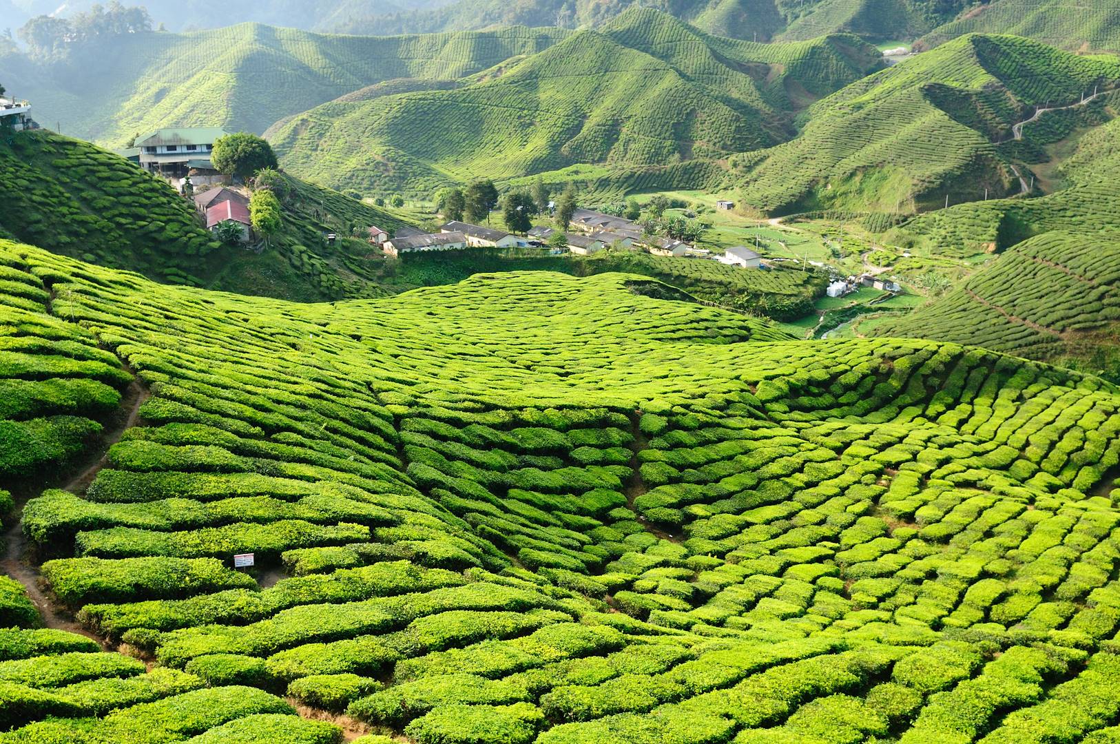Plantations de thé - Cameron Highlands - État de Pahang - Malaisie