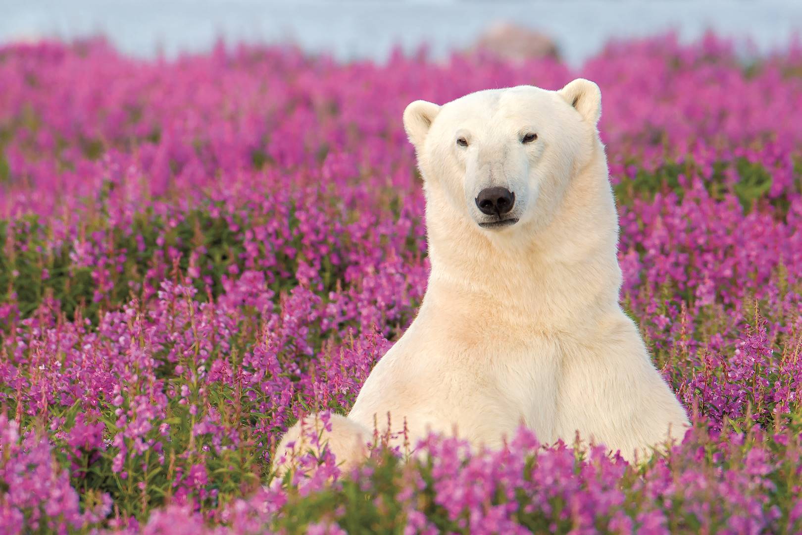 Ours blanc à Churchill - Manitoba - Canada