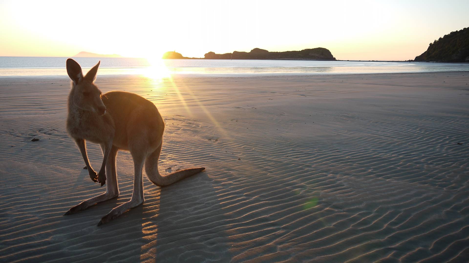 Kangaroo Island - Australie
