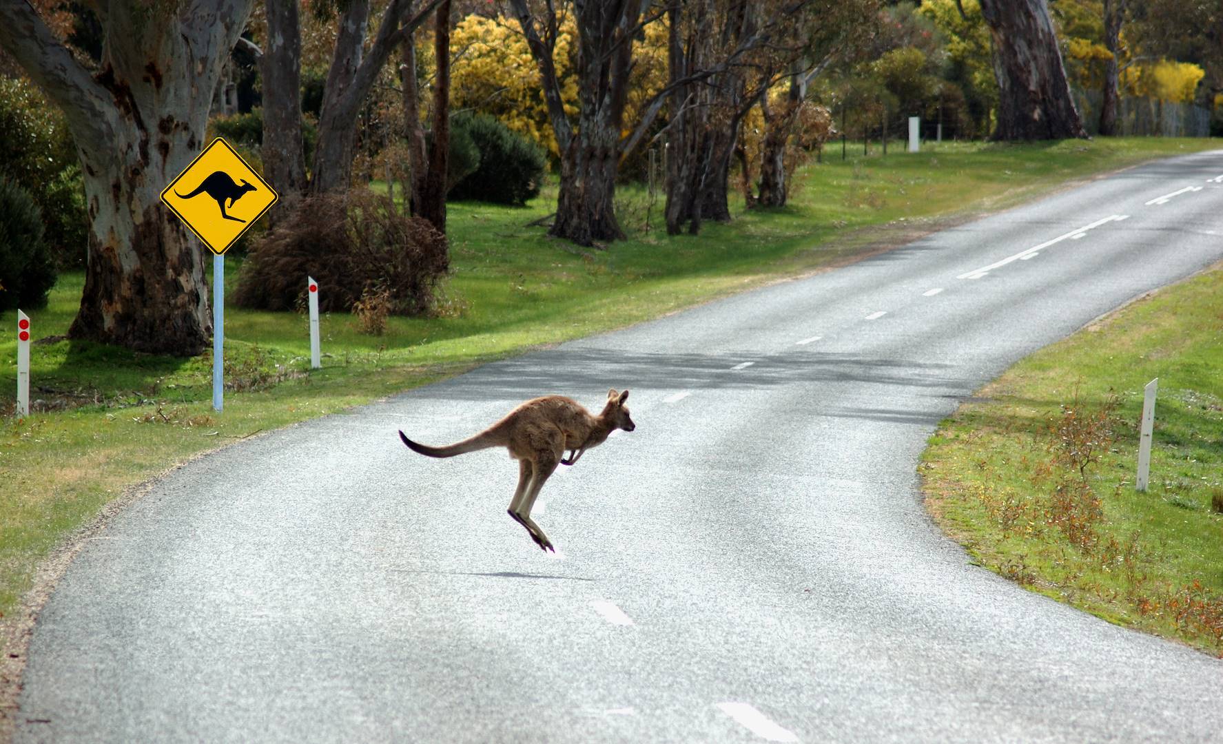 Kangourou - Australie
