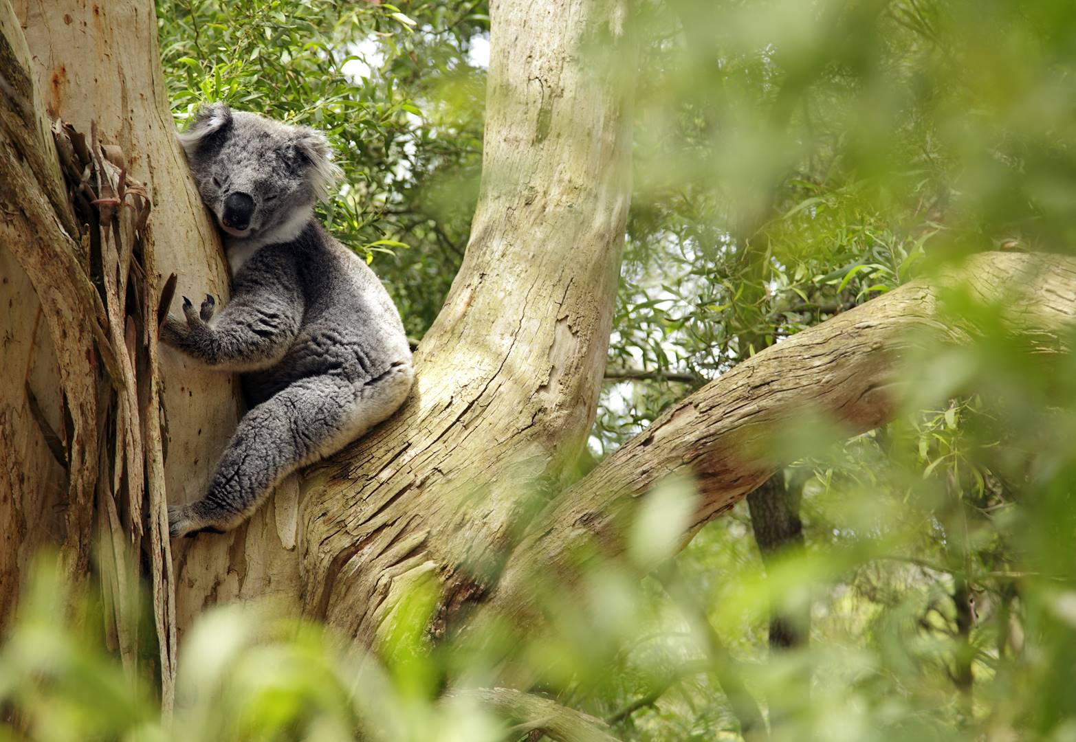 Koala - Australie